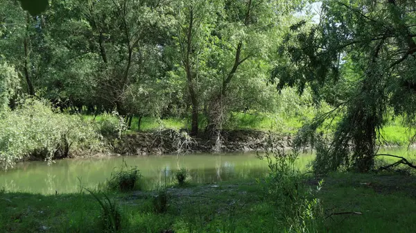 Sakin bir akıntısı ve yeşil suyu olan küçük pitoresk bir nehir yoğun yeşil bitki örtüsüyle alçak kıyılar boyunca akar..