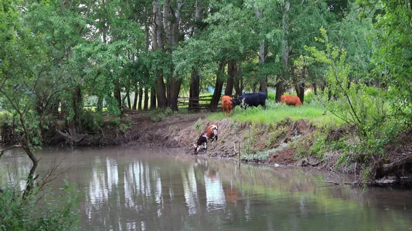 牛が川岸を下って水飲み場に行く風景 — ストック写真