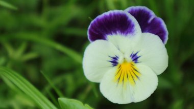 Koyu yeşil arka planda güzel kır çiçekleri..
