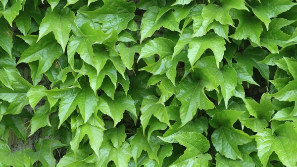 Vacker Grön Bakgrund Som Bildas Vägg Vinblad — Stockfoto