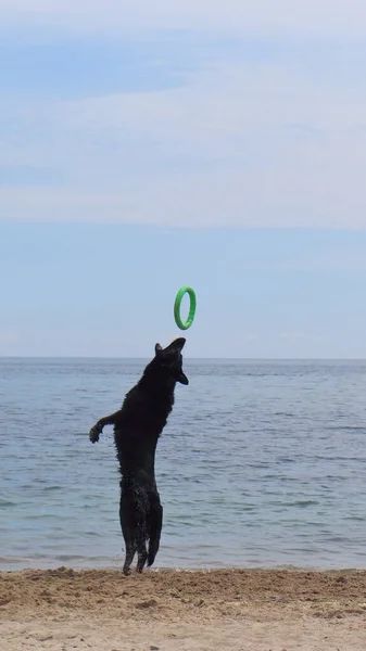 Grandes Perros Negros Juegan Atrapando Anillos Goma Verde Con Sus —  Fotos de Stock