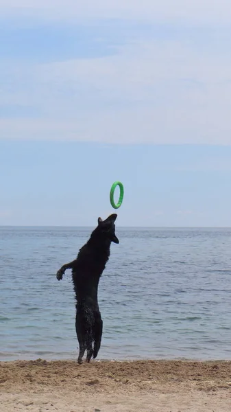 Büyük siyah köpekler deniz ve mavi gökyüzünün arka planında dişleriyle yeşil lastik halkaları yakalamaya çalışırlar..