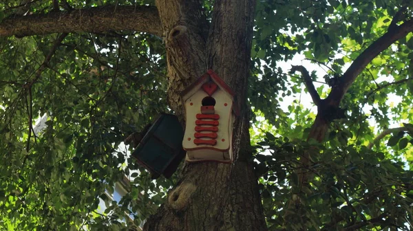 Belle Casette Uccelli Insolite Sono Installate Grande Albero Vicino Edificio — Foto Stock