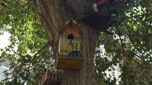 Piękne Niezwykłe Domki Dla Ptaków Zainstalowane Dużym Drzewie Pobliżu Budynku — Zdjęcie stockowe