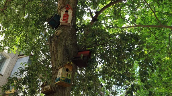 Belle Casette Uccelli Insolite Sono Installate Grande Albero Vicino Edificio — Foto Stock