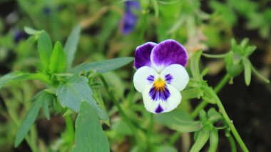 Yaz otlağında yeşil yapraklı parlak mavi muhallebi çocukları.