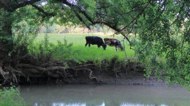 İnekler nehrin ötesindeki yeşil bir çayırda otlar..