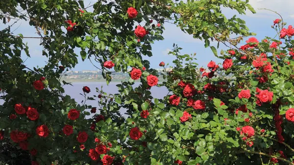 Widok Ujścia Wodą Różaną Przez Krzak Czerwonych Róż — Zdjęcie stockowe
