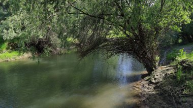 Yeşil suları ve aşırı gelişmiş kıyıları olan bir nehrin manzarası.