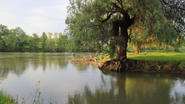 Yeşil suyu ve aşırı büyümüş kıyıları olan bir nehir manzarası. Kökleri akıntı tarafından çivilenmiş..