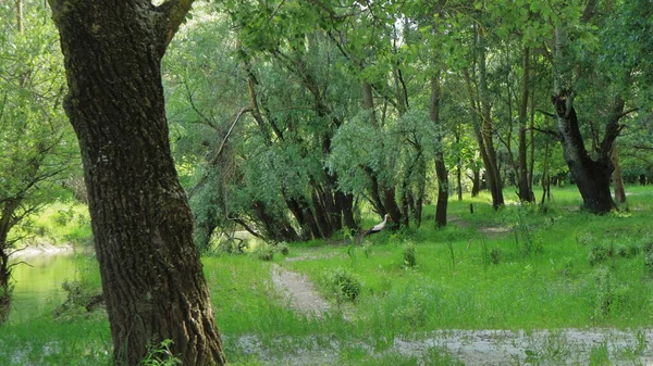 Une Belle Jeune Cigogne Promène Dans Forêt Recherche Nourriture — Photo