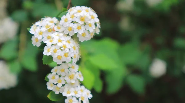 Piękne Białe Żółte Kwiatostany Kwitnących Krzewów Przyjemnym Rozmytym Tle — Zdjęcie stockowe