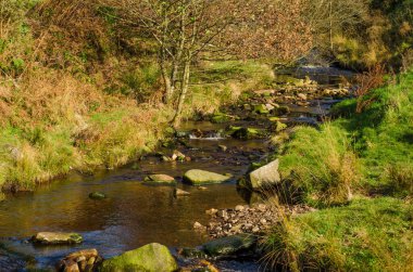 Tarihsel Kurşun Madenleri Sonbaharda ağaçlar ve çimlerle dolu Anglezarke Rivington deresi