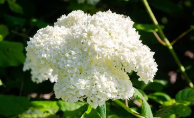 Beyaz ortanca ağaçevi çiçekleri bulanık yeşil yapraklara karşı seçici bir dikkatle yaklaşır