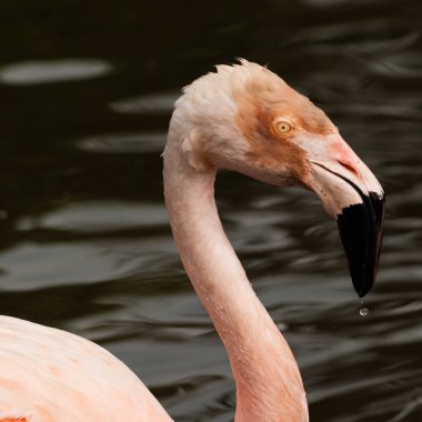 Phoenicopterus chilensis, arka planda seçici odak noktası bulanık olan ıslak tüylü Şili flamingosu.