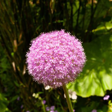 Tek büyük alyum topu şeklinde pembe çiçek başı yeşil sapta çiçek açan soğan seçici bir odak ile