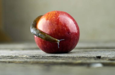 İspanyol salyangozu kırmızı bir elma üzerinde sürünüyor..