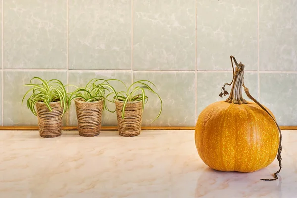 Healthy food in autumn. Pumpkin on the kitchen table. There is free space for text