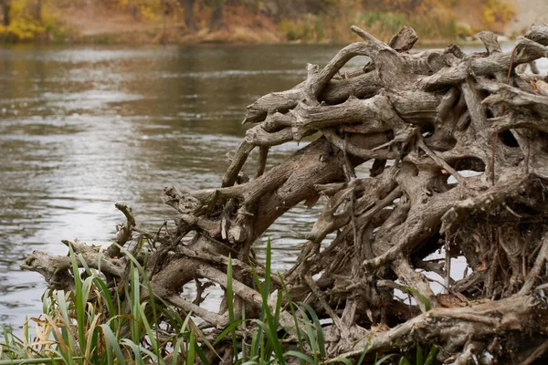 Ein Teil Des Wurzelsystems Eines Abgestorbenen Baumes Der Ufer Des — Stockfoto