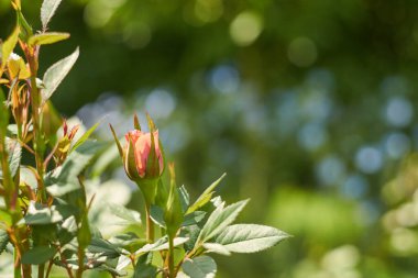 Bulanık bir arka planda Bokeh ile pembe bir gülün sol tomurcuğu. Sağdaki bulanık arkaplan metni yerleştirmek için uygundur. Mavi gökyüzü ve yeşil bahçe parlıyor..