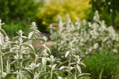 Gümüş halı, soldaki yumuşacık bahçe bitkisi. Bulanık bahçe arka planında. Güneşli bir günde bahar havası