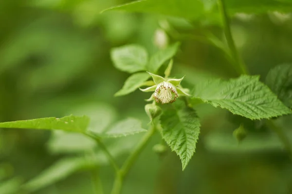 Raspberry Flower Close Light Green Fresh Spring Color — Stock Photo, Image