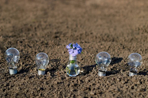 Electric lamp bulb with periwinkle flowers. Abstract image symbolizing technology and nature. Five light bulbs on sandy ground. The middle light bulb is transformed into a vase of flowers