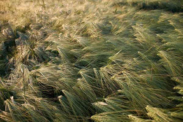 Spikelets of barley in the field. Ripening cereals in the sun — Stock Photo, Image
