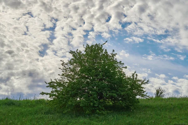 Buisson solitaire parmi les prairies sur un fond de ciel nuageux. — Photo