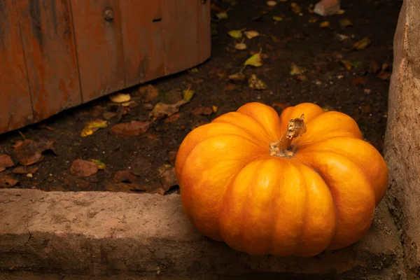 Abóbora madura no limiar da adega no final do outono — Fotografia de Stock