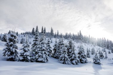 Karla kaplı dağlar ve Noel ağaçları gün batımında Karpatlar, Marmaros, Ukrayna-Romanya sınırında