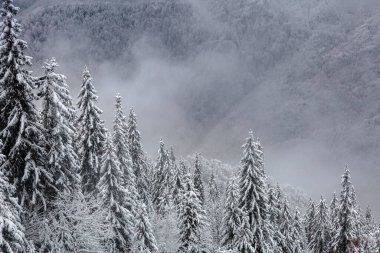 Karpatya Dağları, Marmaros, Ukrayna-Romanya sınırındaki sislerde karla kaplı Noel ağaçları