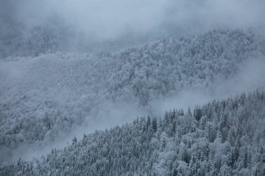 Karpatya Dağları, Marmaros, Ukrayna-Romanya sınırındaki sislerde karla kaplı Noel ağaçları tuvali