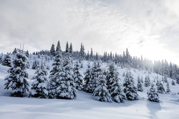 Karla kaplı dağlar ve Noel ağaçları gün batımında Karpatlar, Marmaros, Ukrayna-Romanya sınırında