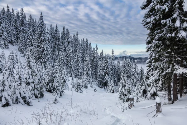 Molti Alberi Natale Innevati Sotto Bellissimo Cielo Nelle Montagne Dei — Foto Stock