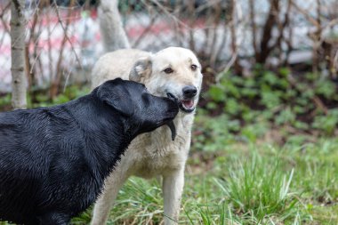Beyaz ve siyah köpekler yeşil çimlerde birlikte oynuyorlar.