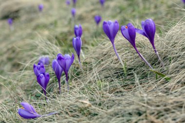 Büyülü bahar çiçeğinin manzarası vahşi hayatta yetişen mor çiçekler. Dünyadan büyüyen mor tarlalar..