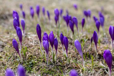 Büyülü bahar çiçeğinin manzarası vahşi hayatta yetişen mor çiçekler. Dünyadan büyüyen mor tarlalar..