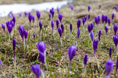 Büyülü bahar çiçeğinin manzarası vahşi hayatta yetişen mor çiçekler. Dünyadan büyüyen mor tarlalar..