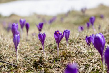 Büyülü bahar çiçeğinin manzarası vahşi hayatta yetişen mor çiçekler. Dünyadan büyüyen mor tarlalar..