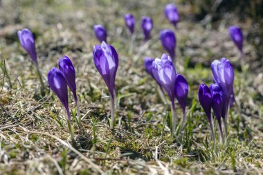 Büyülü bahar çiçeğinin manzarası vahşi hayatta yetişen mor çiçekler. Dünyadan büyüyen mor tarlalar..