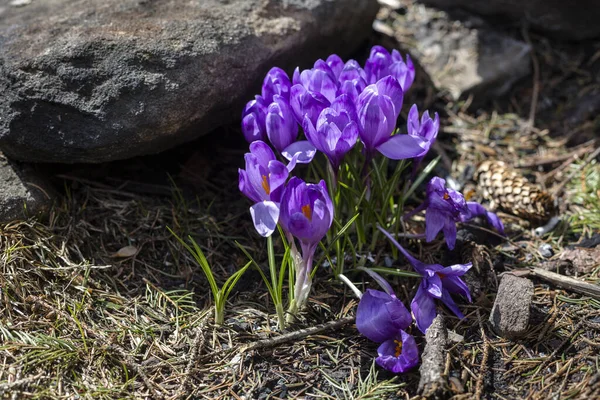 Cuervos Púrpuras Silvestres Florecen Entorno Natural Bosque Crocus Heuffelianus — Foto de Stock