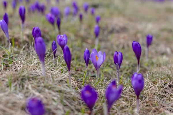 Widok Magii Kwitnącej Wiosną Fioletowe Kwiaty Krokus Rośnie Dzikiej Przyrody — Zdjęcie stockowe