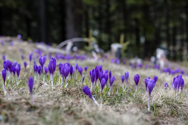 View Magic Blooming Spring Violet Flowers Crocus Growing Wildlife Purple — Stock Photo, Image