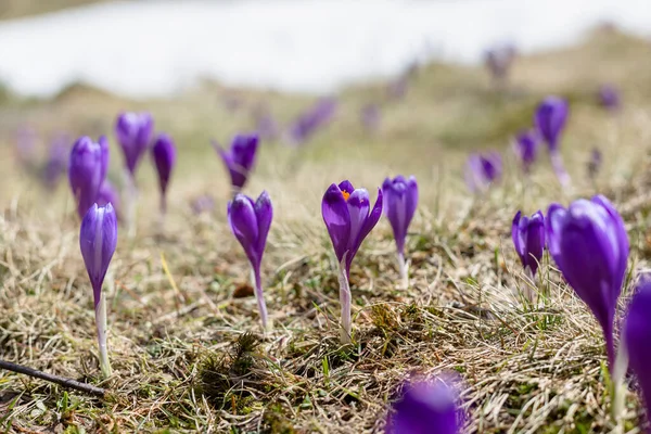 Вид Волшебный Цветущий Весенний Фиолетовый Цветок Крокус Растущий Дикой Природе — стоковое фото