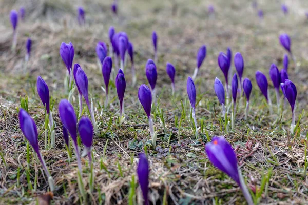 野生動物では春に咲く紫色の花を見ることができます 外の地球から成長する紫色の岩 — ストック写真