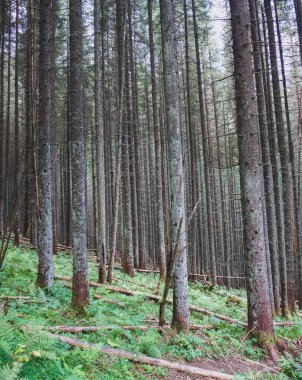 Kozalaklı ormanlarda filizler, terk edilmiş patikalar, vahşi Karpatlar çevresi.