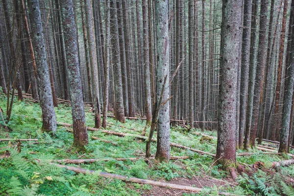 Spruces Coniferous Forest Abandoned Trail Wild Carpathians Environment — Stock Photo, Image