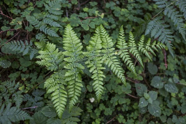 Green Fern Background Green Plants Coniferous Forest Carpathians — Stock Photo, Image