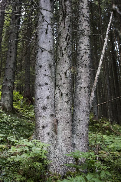 針葉樹林のカルパティアの森で3本のスプルースをスプライシングし — ストック写真